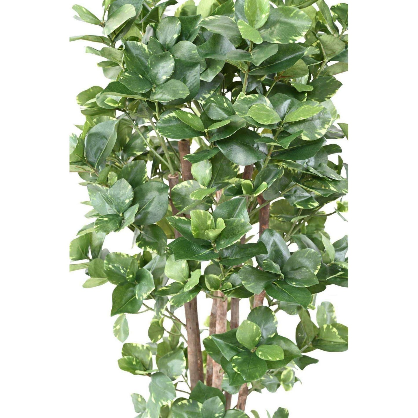 Plante artificielle Clusia Variegata - décoration d'intérieur - H.150cm panaché