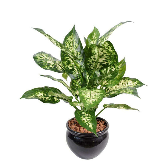 Plante artificielle Dieffenbachia en pot - plante d'intérieur - H.51cm panaché