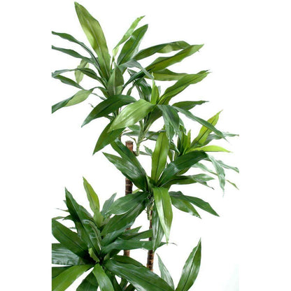 Plante artificielle Dracaena Fragrans - décoration d'intérieur - H.95cm vert