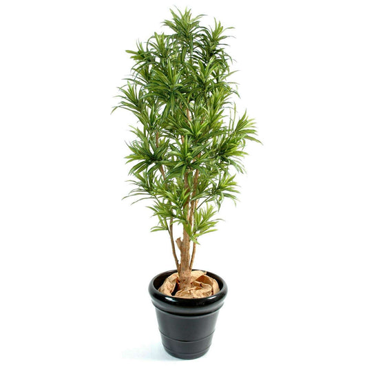 Plante artificielle Dracaena Reflexa - décoration d'intérieur - H.150cm vert