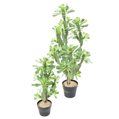 Plante artificielle Euphorbe lactée - Plante pour intérieur - H.65cm vert