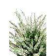 Plante artificielle Fleurie Bruyère plastique en pot - intérieur extérieur - H.35cm blanc - C2