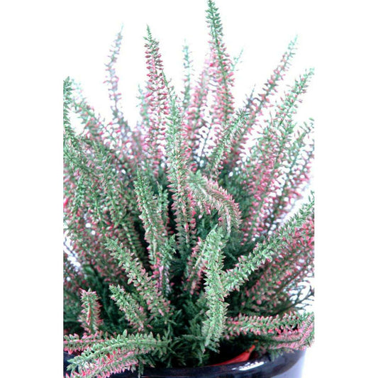 Plante artificielle Fleurie Bruyère plastique en pot - intérieur extérieur - H.35cm rose - C2