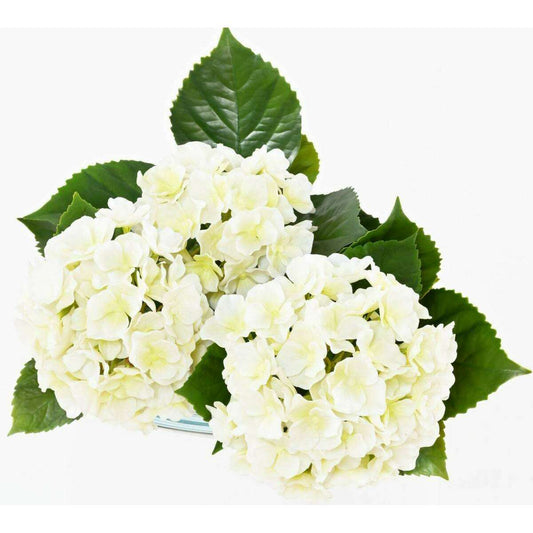 Plante artificielle fleurie Hortensia 3 têtes - intérieur extérieur - H.45cm blanc - H5
