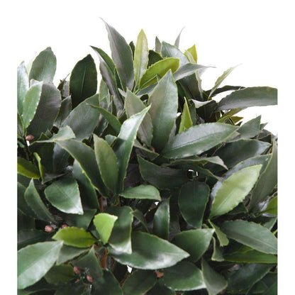 Plante artificielle Laurier boule - feuillage UV résistant - H.65cm vert