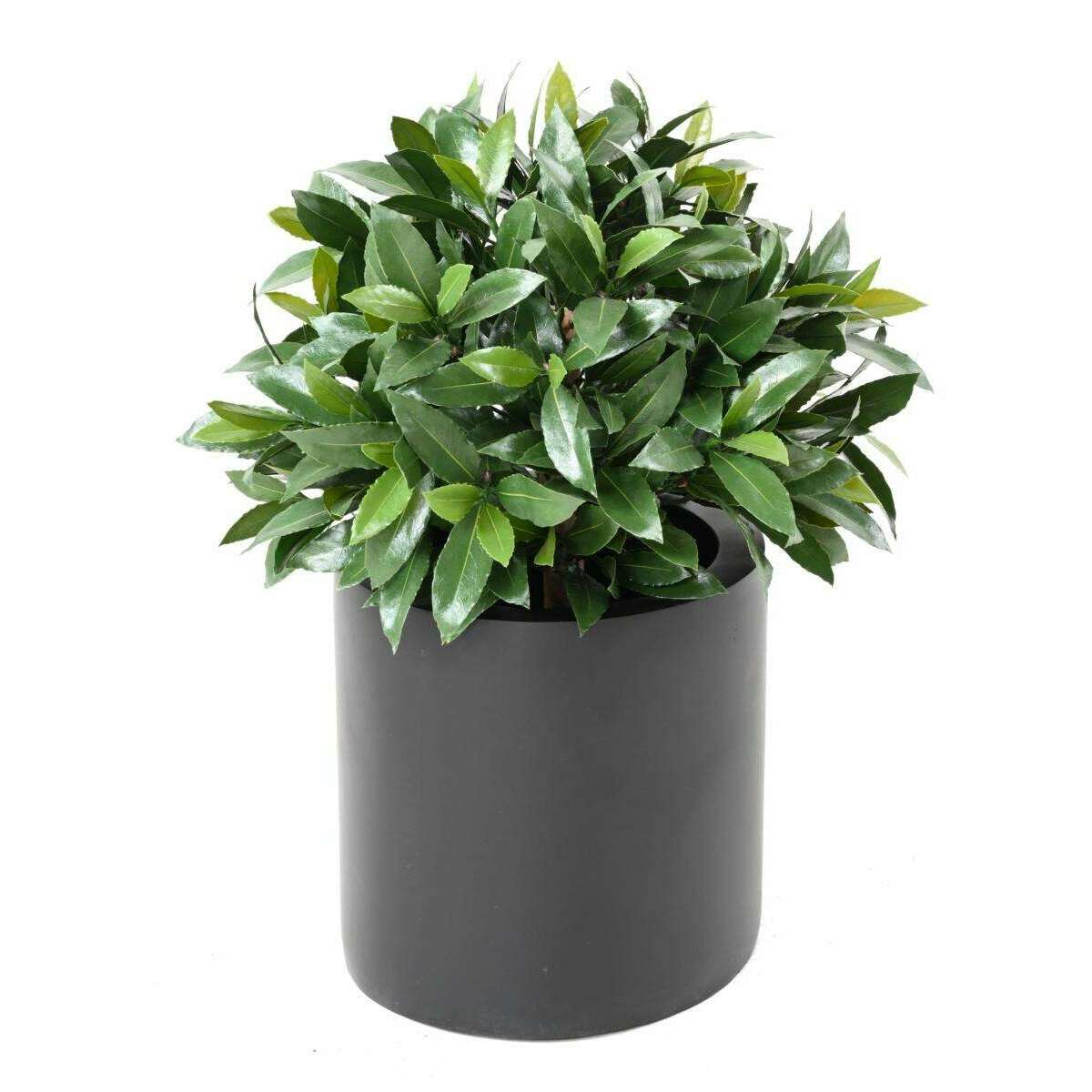 Plante artificielle Laurier boule Nobilis - feuillage UV résistant - H.50cm