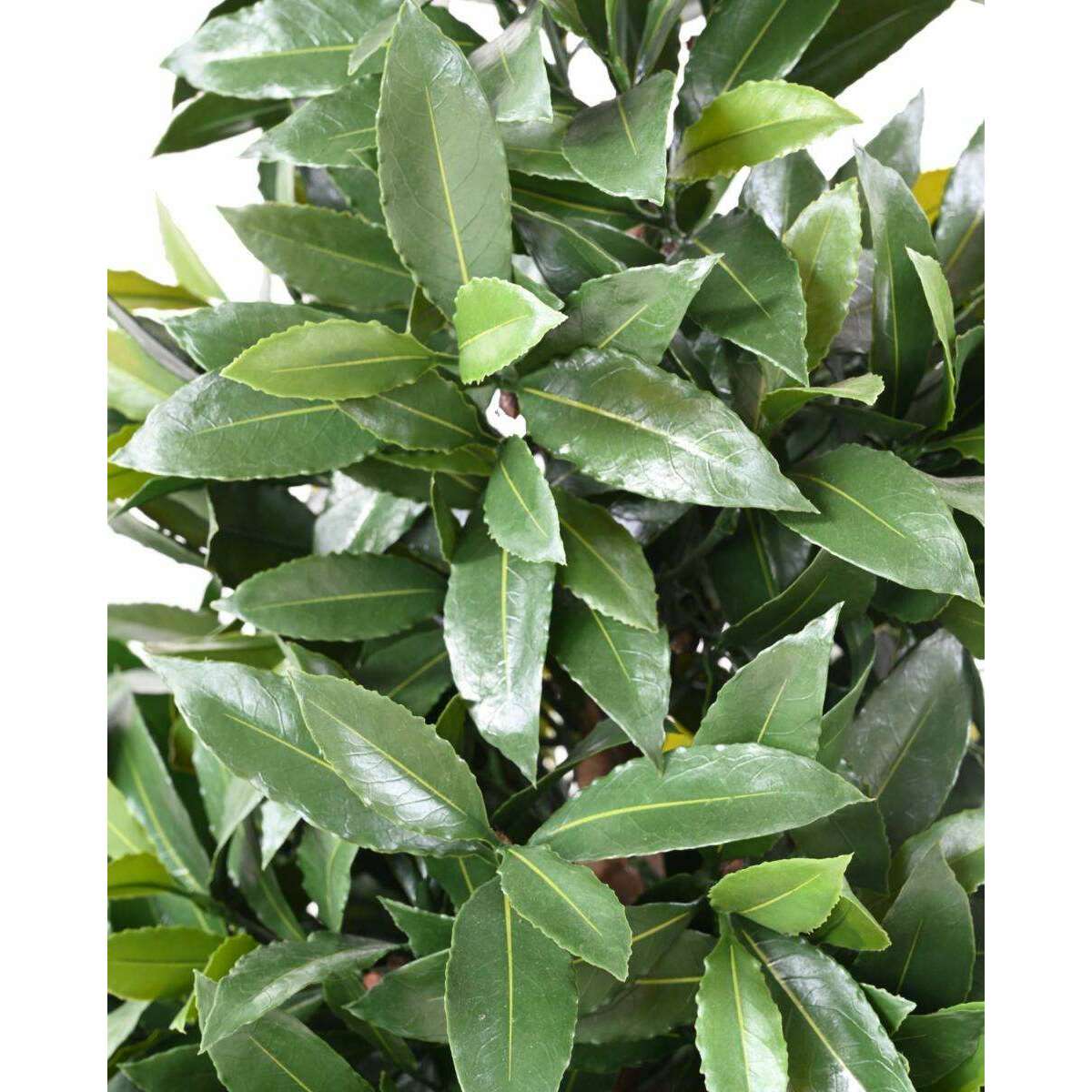 Plante artificielle Laurier Nobilis cône large - feuillage UV résistant - H.130cm