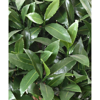 Plante artificielle Laurier Nobilis UV résistant - intérieur extérieur - H.145cm vert