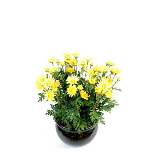 Plante artificielle Marguerite Anthemis - plante d'intérieur - H.40cm jaune