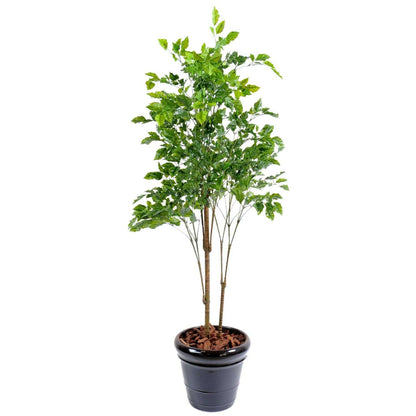 Plante artificielle Palissandre résistant UV - décoration d'extérieur - H.175cm vert