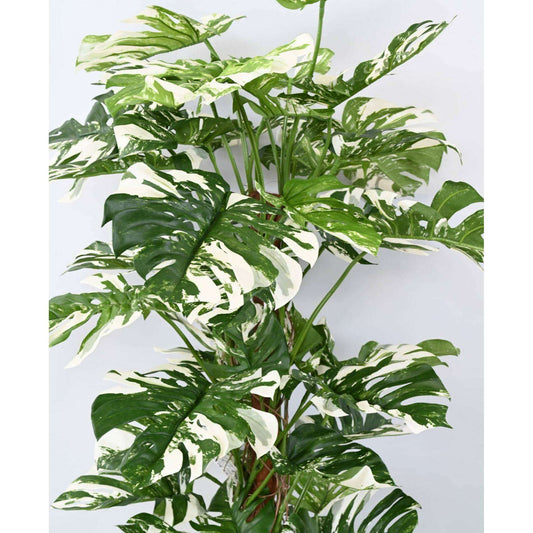 Plante artificielle Philodendron tuteur coco - plante d'intérieur - H.160cm panaché - P