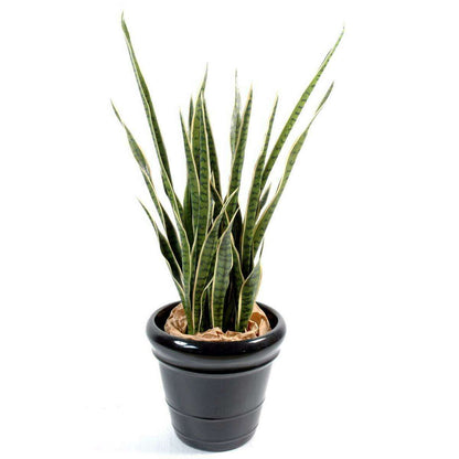 Plante artificielle Sansevieria 30 Feuilles - succulente pour intérieur - H.110cm vert jaune