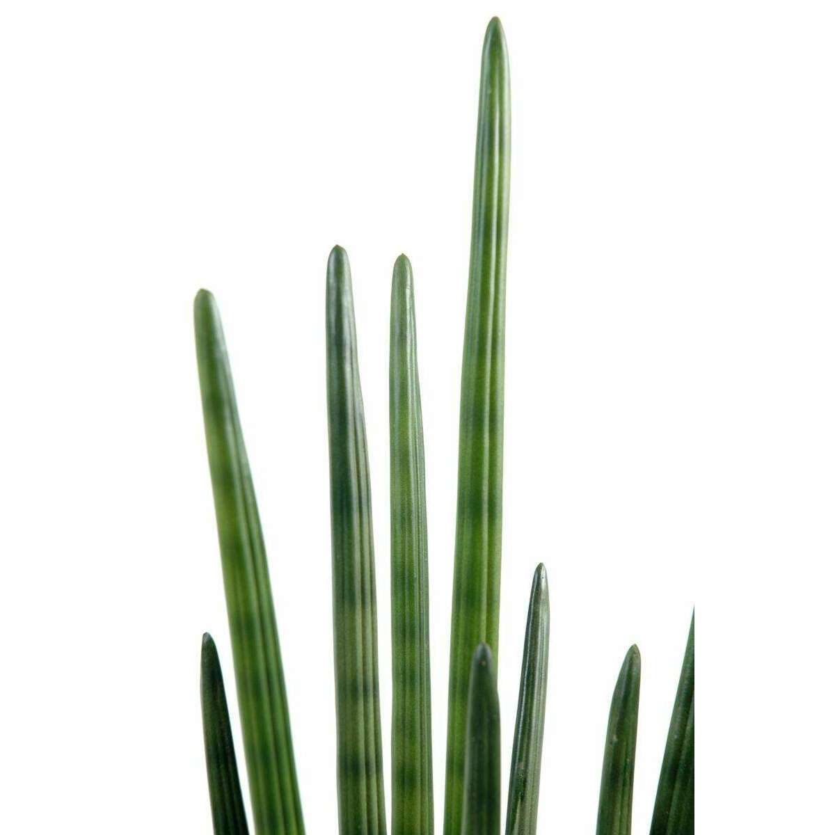 Plante artificielle Sansevieria cylindrica - décoration d'intérieur - H.90 cm