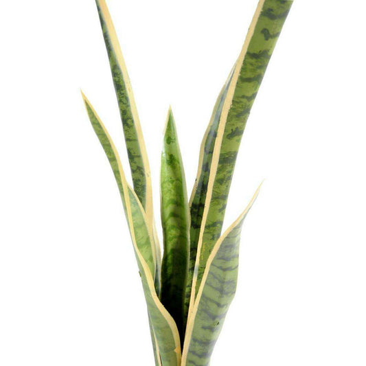 Plante artificielle Sansevieria piquet - succulente pour intérieur - H. 105cm vert jaune
