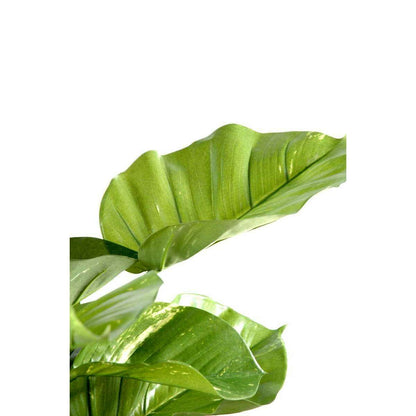 Plante verte artificielle Pothos géant tuteur coco - intérieur - H.150cm