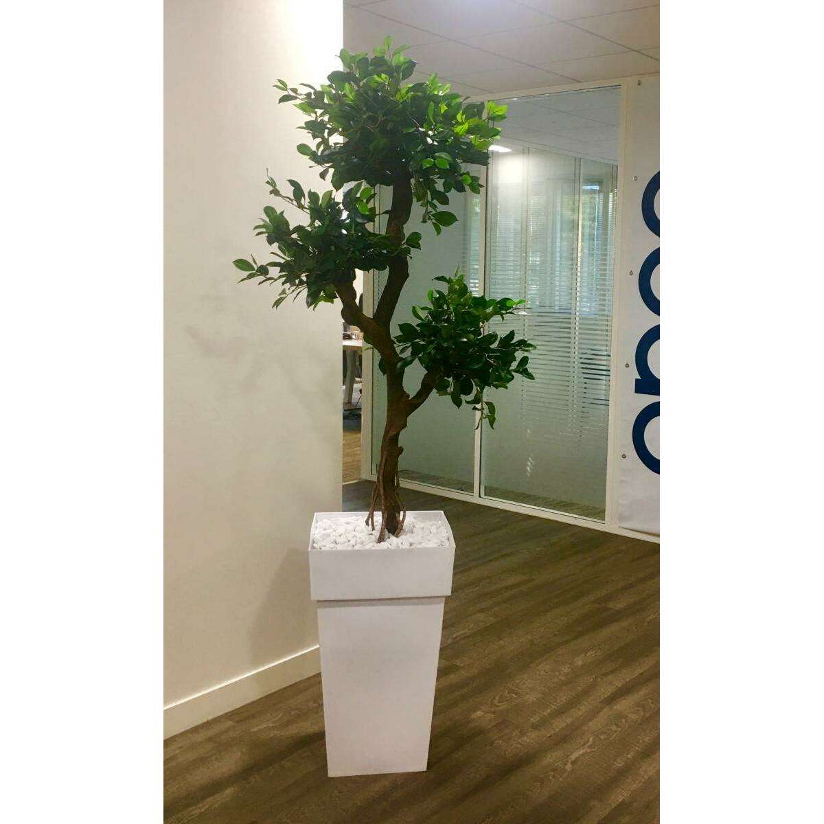 Préparation de la plante et du bac pour intérieur finition marbre blanc concassé ou billes d'argile