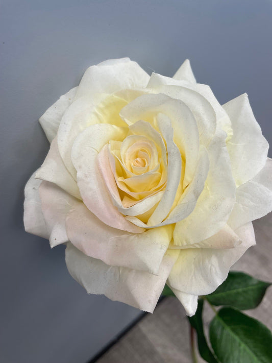 Rose ouverte Floribunda reality - H.60cm - crème